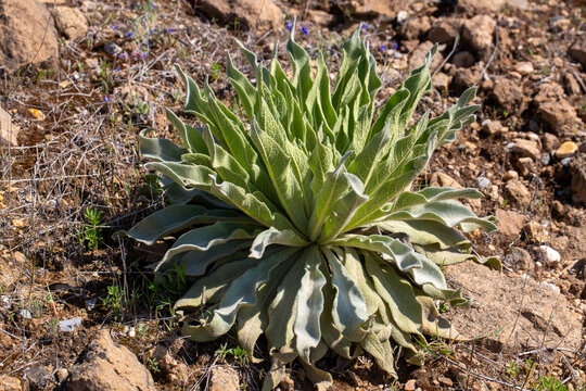 Silver Green Rosette of Common Mullein (Verbascum) in Rocky Soil