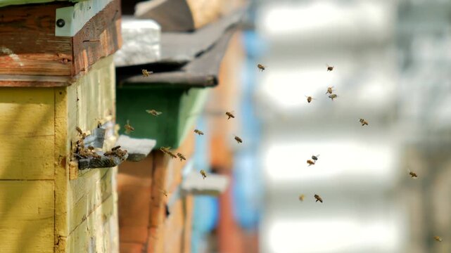 Honey bees flying around wooden beehive in spring sunshine.