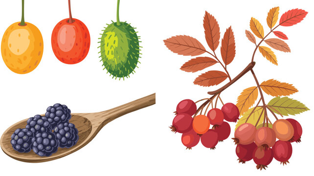 Wild and Exotic Fruit Illustration Icon Set Featuring Gac Fruit Bitter Melon Blackberries and Rowan Berry Branch for Organic Food Botanical and Herbal Design