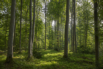 Obraz premium A serene sunlight-drenched deciduous forest landscape featuring tall slender trees with vibrant green spring foliage and a lush mossy floor under a clear bright sky.