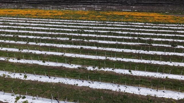 Aerial view of agricultural fields shows parallel rows of crops with contrasting colors, creating a textured pattern, Valenca, Portugal.