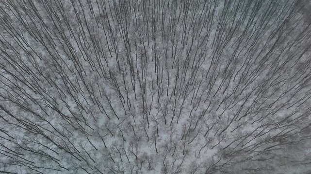Snow-covered deciduous forest with bare tree tops and a pristine winter landscape, seen from an overhead aerial drone tilt-down in the Pilis Mountains near Pilisszentl&aacute;szl&oacute; in Hungary.