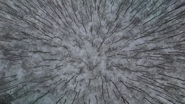Pilis Mountains, Hungary, forest with bare trees and snow-covered ground in winter, viewed from a high-angle drone perspective, captures the remote, untouched woodland near Pilisszentl&aacute;szl&oacute;.