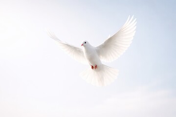 Fototapeta premium A white dove flies gracefully against a bright, clear sky