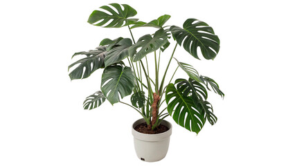 Monstera plant in a white pot isolated on transparent background cut out © Ivan