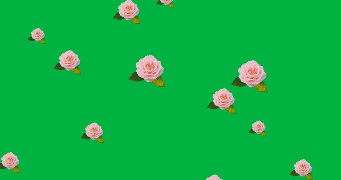 On loop start pale-pink roses appearing, drifting upward on transparent background forming overlay
