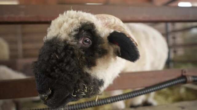 Extreme closeup of a Valais Blacknose sheep poking its curly black woolly face through wooden fence bars searching for food in a warm barn at Anseong Farmland, South Korea