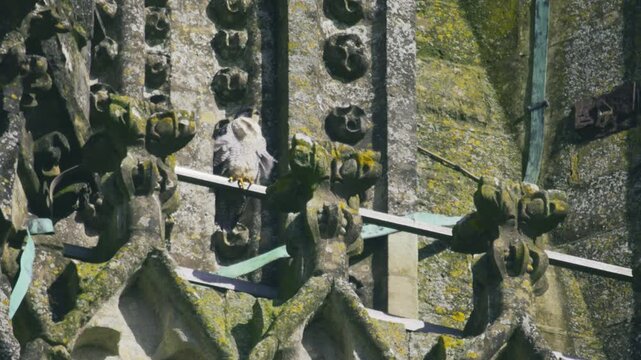 Close-up aerial shot of a peregrine falcon perched on detailed gothic stonework of Salisbury Cathedral in Wiltshire England UK