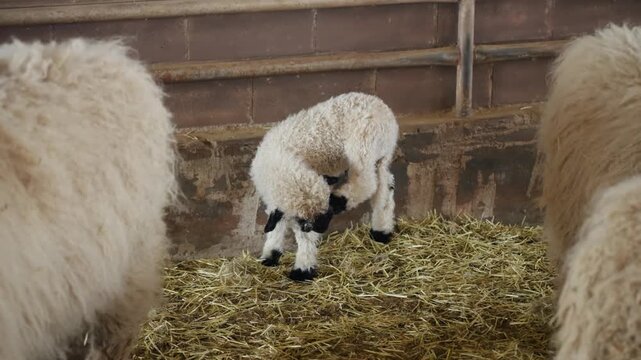 Tiny newborn Valais Blacknose lamb stands on a hay bale between two adult sheep and scratches its curly black face with its hind leg in a warm barn at Anseong Farmland, Korea