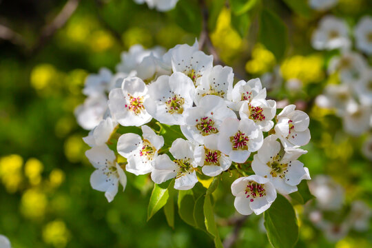 Beautiful White Pear Tree (Pyrus) Flowers Blooming in Spring Sunlight