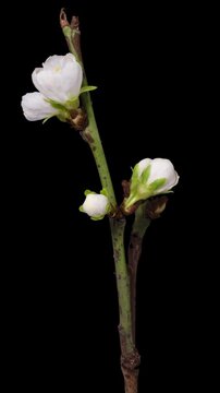 Macro time lapse blooming white plum flowers close-up, isolated on pure black background.