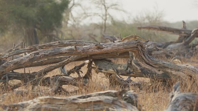 Slender mongoose creeps along a dead tree branch in slow motion, probing a crevice for food in dry savanna woodland habitat; alert, cautious wildlife behavior.