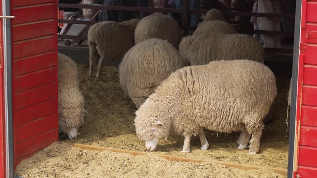 Large flock of woolly Merino sheep graze on grain feed inside red barn at Anseong Farmland as tourists walk in background