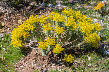 Obraz premium Vibrant Yellow Wild Euphorbia rigida Spurge Blooming in Rocky Terrain