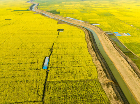 Aerial view of a vibrant yellow field with a snaking canal cutting through the landscape, creating a striking contrast, Sirajganj, Rajshahi Division, Bangladesh.