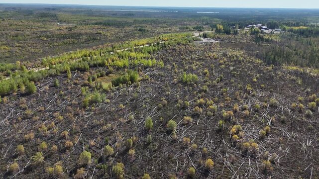 Aerial drone shot flying over old forest fire burn near War Lake Ilford First Nation in northern Manitoba. Deadfall trees, patches of new growth, and unburned areas visible as drone moves toward town.