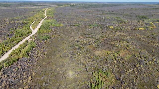 Aerial drone shot flying high over an old forest fire burn in northern Manitoba. New growth and deadfall trees visible with a gravel road following an esker through the boreal forest on a summer day.