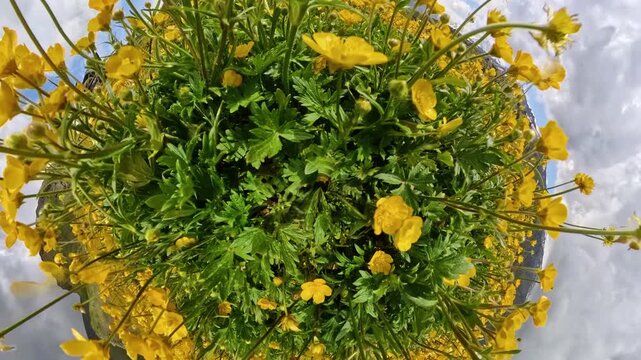 Yellow Flowers Alpine, Tiny Planet Transition to Vast Mountain Meadow Landscape Vertical video.