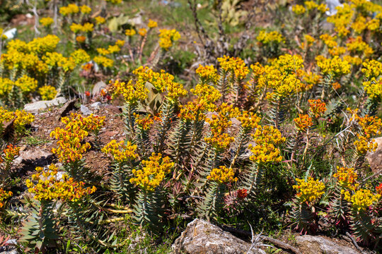 Vibrant Yellow Wild Euphorbia rigida Spurge Blooming in Rocky Terrain