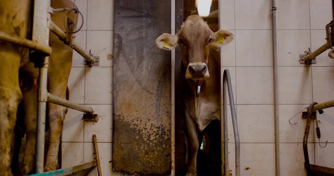 Single brown dairy cow standing in a narrow metal gate inside a modern milking parlor or stable