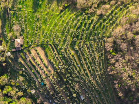 Aerial view of terraced olive groves and a rustic stone farmhouse surrounded by lush green hills and forest in Trappola, Tuscany, Italy.