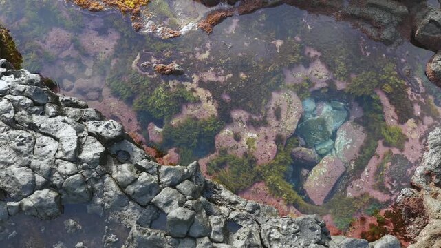 Aerial View People Swimming in Charco Azul Natural Pool La Palma Canary Islands; Public Recreation Picnic Area and Summer Holiday Lifestyle