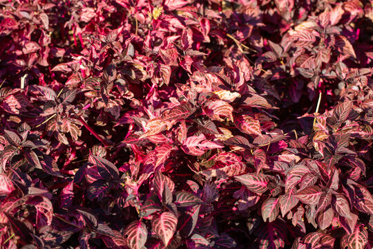 Vibrant Red Herbst's Bloodleaf (Iresine herbstii) Foliage in Bright Sunlight