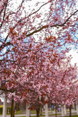 Fototapeta premium Pink blooming ornamental tree branches in spring park with soft focus background