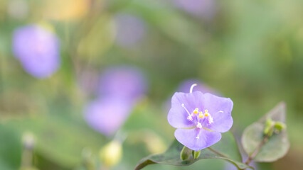 Fototapeta premium Soft purple wildflower with copy space – calm nature background