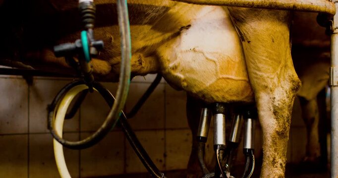 Close up of a cow udder with automatic milking machine equipment attached in a dairy farm facility