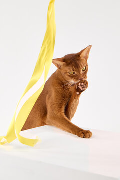 The Abyssinian cat interacts with a yellow ribbon on the cube. Its body curves slightly in movement.