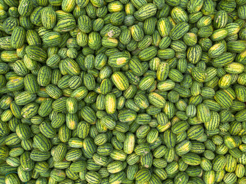 Aerial view of a large collection of vibrant green and yellow striped watermelons creating a lush, textured carpet, watermelon, Dhaka, Bangladesh.