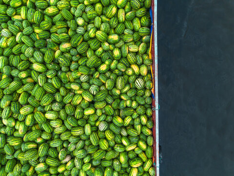 Aerial view of a vibrant collection of watermelons, their striped skins creating a mosaic of greens and yellows against a dark backdrop, Dhaka, Dhaka Division, Bangladesh.