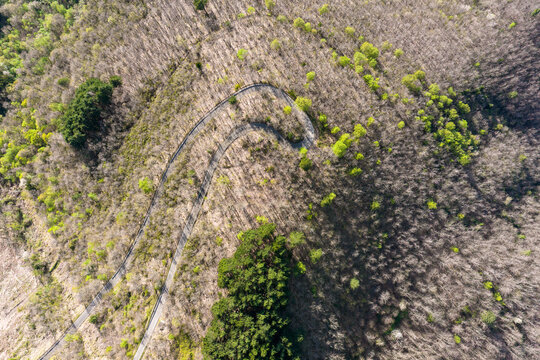 Aerial view of a winding asphalt road with a sharp hairpin turn through a hillside forest with budding spring trees in Trappola, Tuscany, Italy.