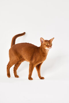 The Abyssinian cat faces forward with its ears slightly tilted back. Its stance shows awareness.