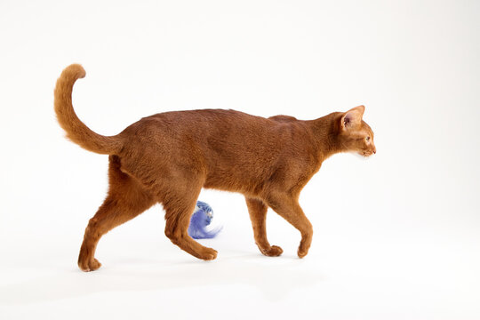 An Abyssinian cat moves to the left while walking smoothly. A blue ball toy is visible near its hind legs.