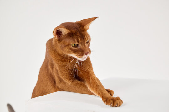 The Abyssinian cat sits with head lowered. It seems to be focused on something just below.
