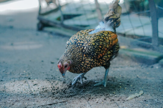 The Sebright chicken is a small ornamental chicken breed (bantam) originating from England and developed by Sir John Saunders Sebright in the early 1800s.