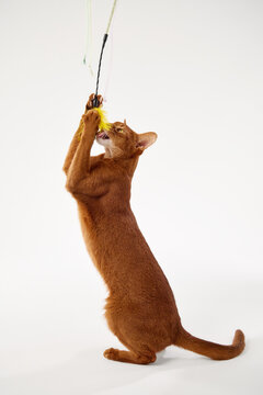 The Abyssinian cat stretches to reach a feather toy above. Its paw is mid-motion, eyes locked on target.