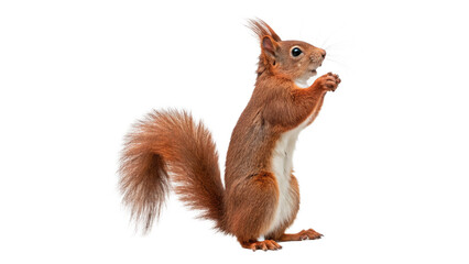 Squirrel stands on hind legs with paws together isolated on transparent background cut out © 1png-stock