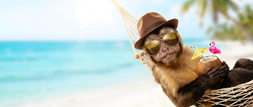 Funny capuchin monkey in brown hat and sunglasses relaxing in hammock with coconut drink on beach with copy space