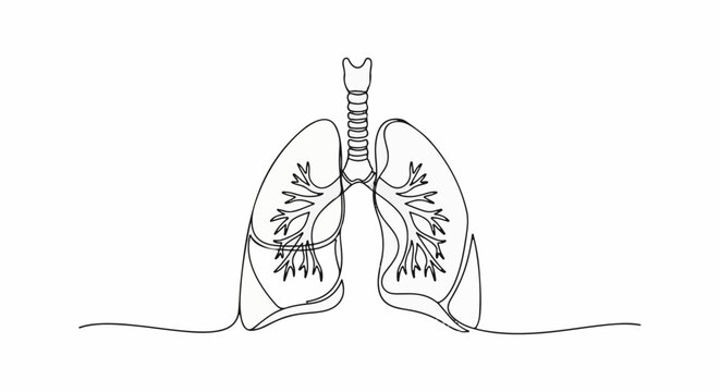 Anatomical illustration of the human respiratory system, lungs and trachea