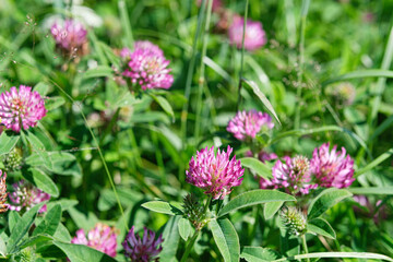 Fototapeta premium Red clover (Trifolium pratense) blooming in green summer field, medicinal herb flower