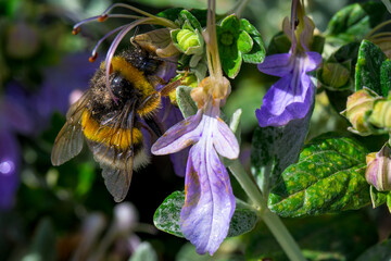 Una abeja al comienzo de la primavera © Mr WeaK