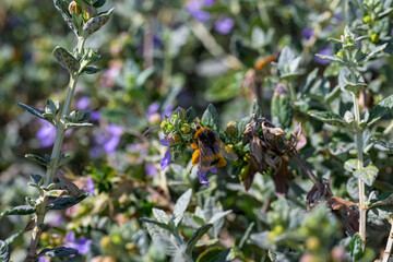 Una abeja al comienzo de la primavera © Mr WeaK