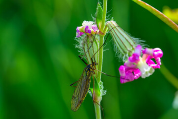 Insecto al comienzo de la primavera © Mr WeaK