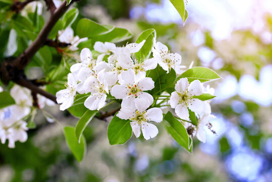 Blooming pear flowers closeup. Beautiful white pear blossoms on fruit tree branch with vibrant green leaves and soft blurred background under bright spring sunlight in peaceful garden, orchard setting