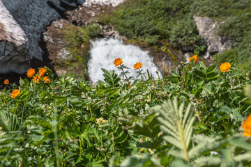 Vivid orange lush flowers bloom among grasses overlooking big waterfall flows from rock under glacier in sunny day. Flowering grassy meadow against large spring stream under snow cornice in bright sun © Daniil