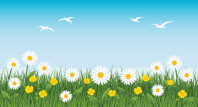 Spring meadow with blooming daisies and yellow flowers, green grass field under blue sky with flying birds, fresh nature vector illustration background
