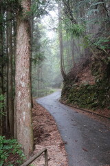 Obraz premium Mystical Forest Path Through Ancient Trees